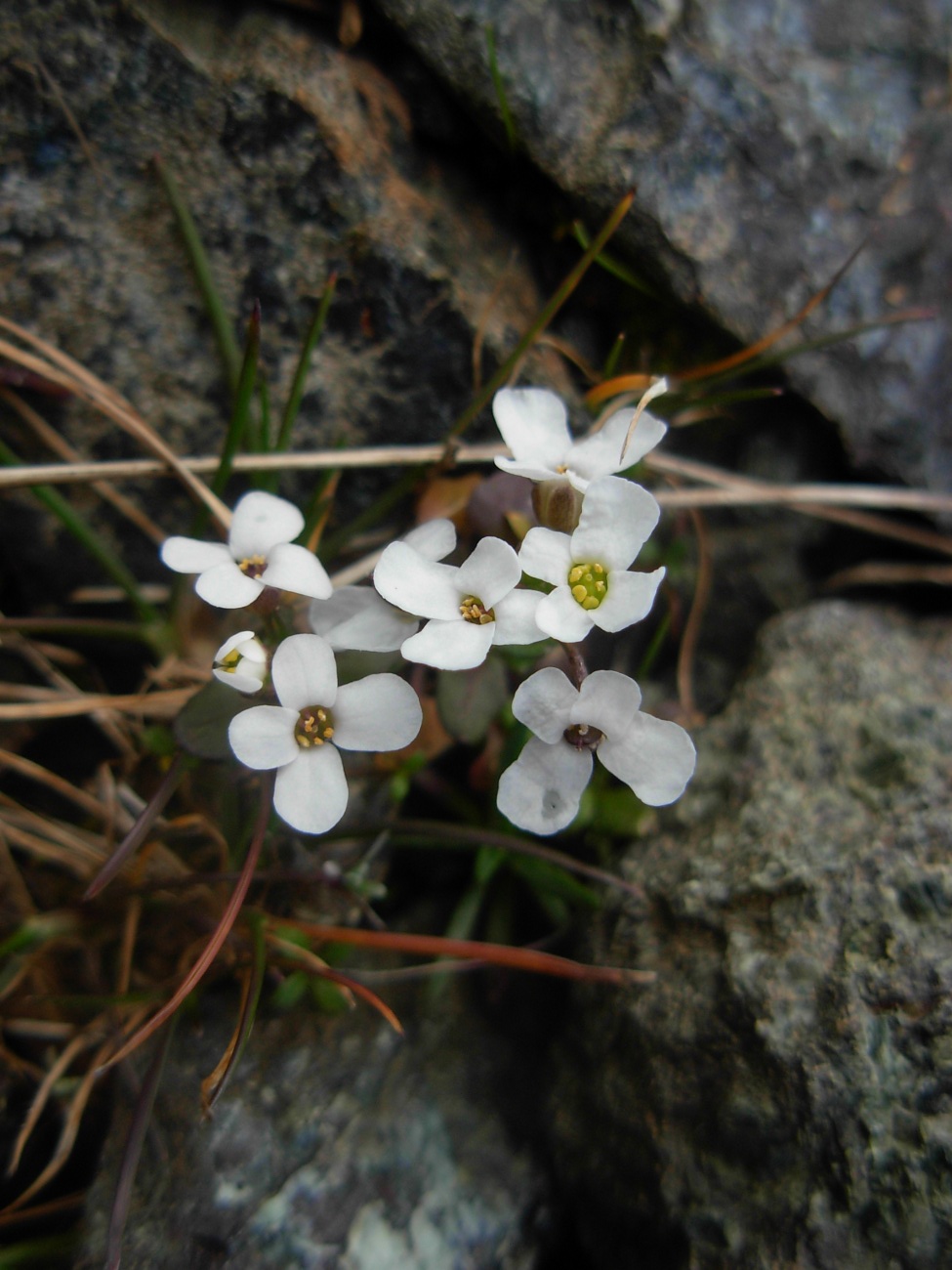 Jonopsidium savianum / Bivonea di Savi